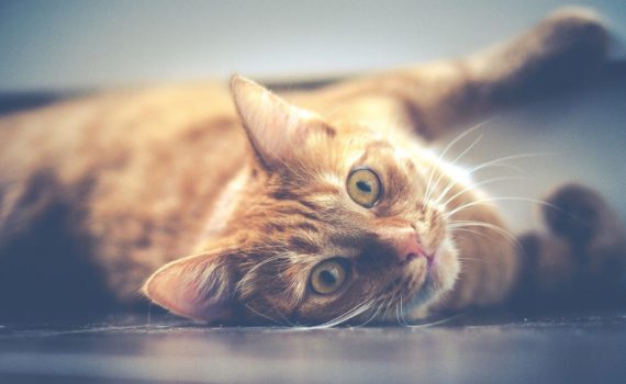 15 motivos para adotar um gato
